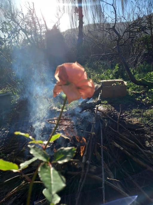 Tan Y Coed'S Rosemary Cabin คอนวี ภายนอก รูปภาพ